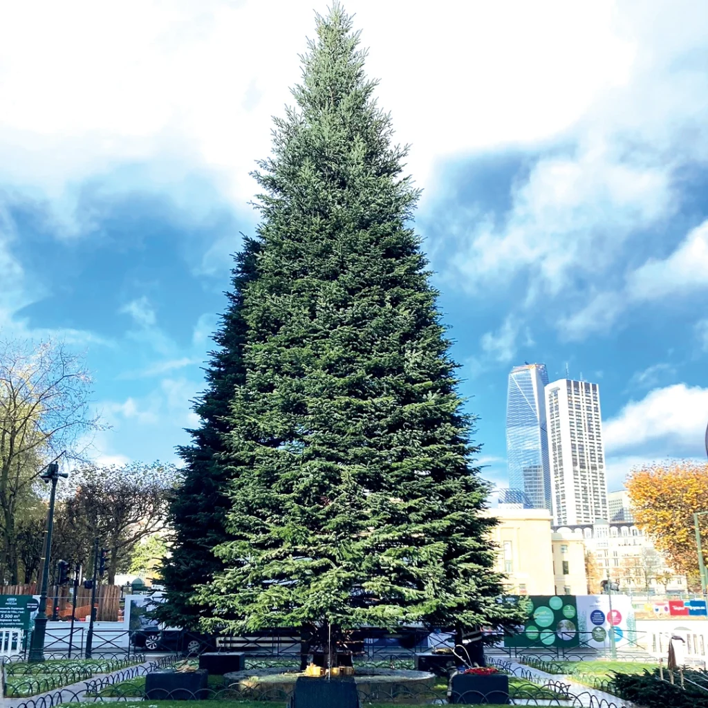 Sapins 1 sapin recycle